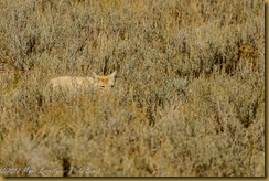  Coyote (Canis latrans)