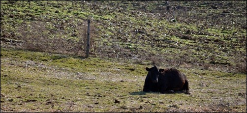 pregnant cow