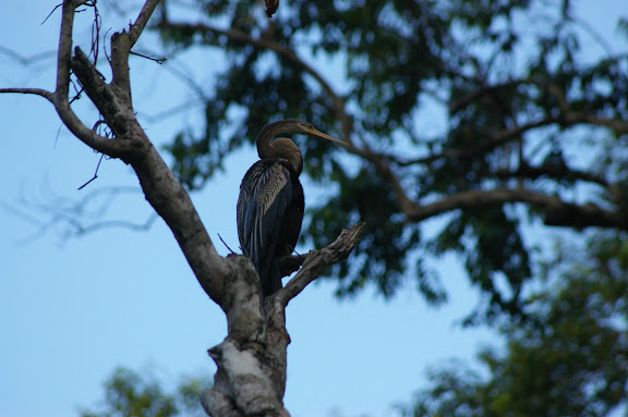 Anhinga roux (Anhinga melanogaster PENNANT, 1769, Anhingidae). Sukau, Sungai Kinabatangan (Sabah, Malaisie, Bornéo), 3 août 2011. Photo : J.-M. Gayman