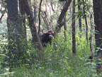 Bison