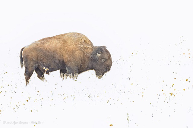 [-%2520Bison%2520in%2520Snow_ROT9471%2520February%252019%252C%25202012%2520NIKON%2520D3S%255B8%255D.jpg]
