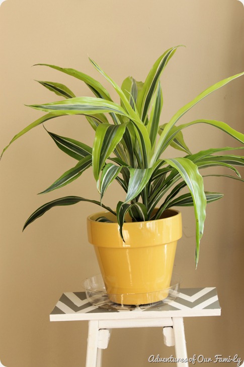 yellow flower pot