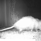 Virginia Opossum