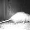 Virginia Opossum