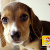 1024-beagle-14.jpg