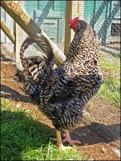 rooster4