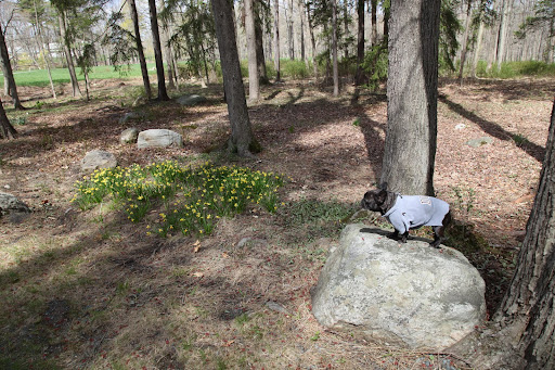 A few years ago, Martha thought it would be a good idea to plant circles of daffodils in the woods to brighten up the landscape.