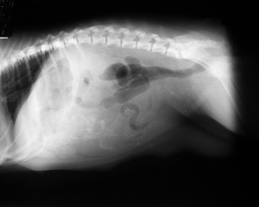 ... Abdominal Radiograph -- Preg Check for English Bulldog Puppy 4-2009