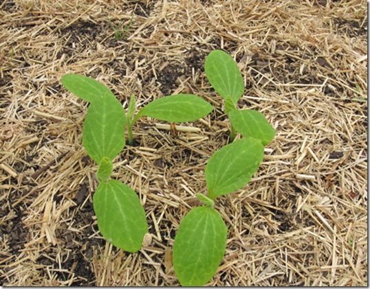 Sunburst squash seedlings