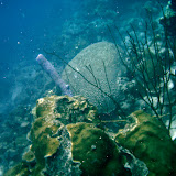  Bonaire Diving 09
