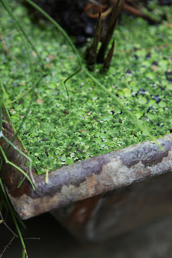 The duck weed is so happy!