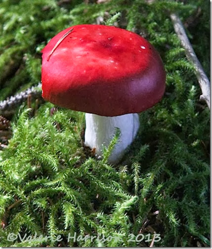 25-red-toadstool