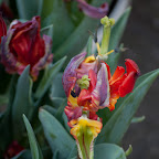 DSC_0619.jpg