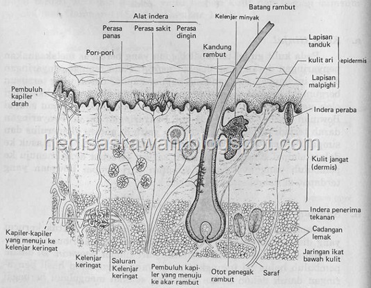 bagian-bagian dan anatomi kulit dalam bahasa indonesia