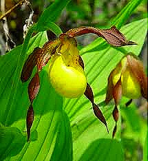 [cypripedium%2520calceolus%255B4%255D.jpg]