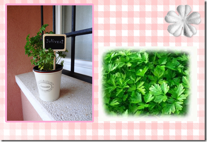 plantas aromaticas (page 3) plantas aromaticas (page 3)