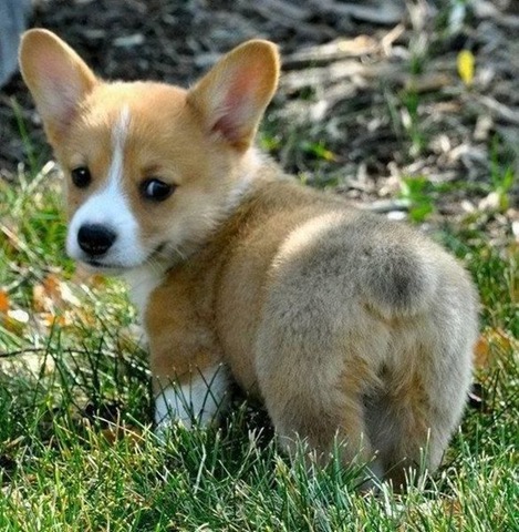 [funny-animals-cute-4%255B2%255D.jpg]