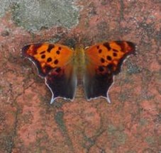 Question Mark butterfly pic sent in for ID by Patty Wilson