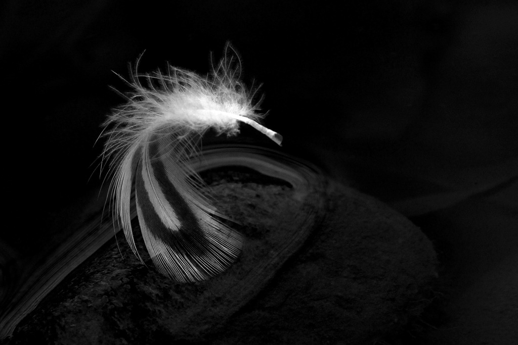 [0824%2520feather%255B4%255D.jpg]