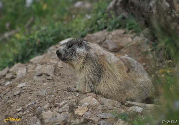 Marmota (16) Marmota (16)