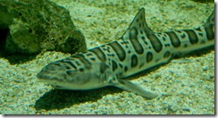 aquariumaugust5