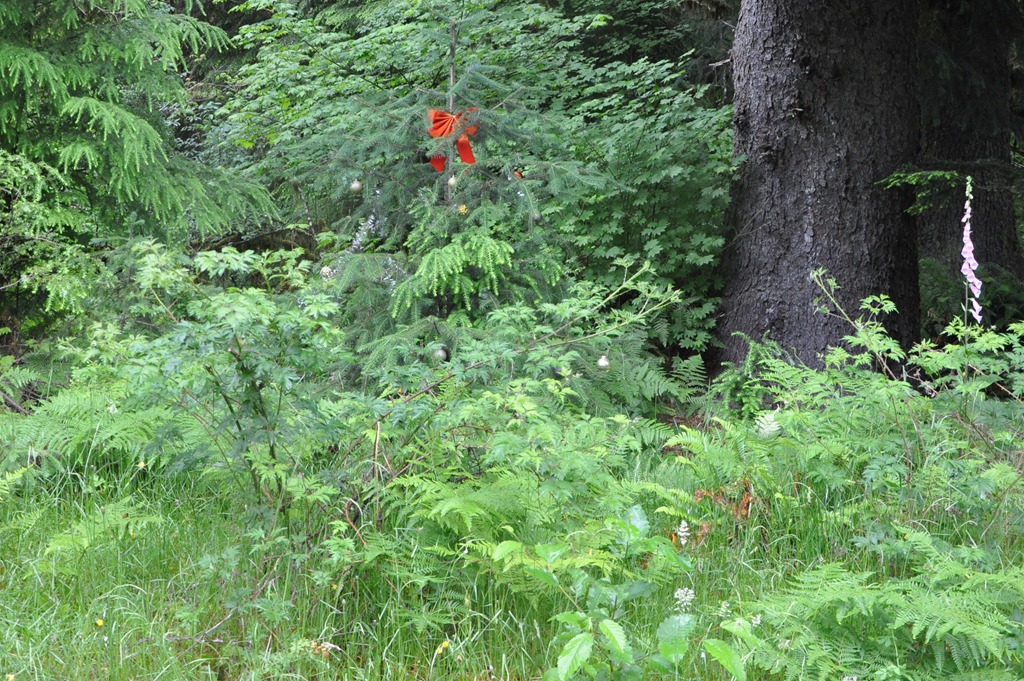 [Quinault-Rainforest-2012-06-30-0377.jpg]