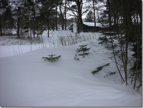 januar sne 2010 023
