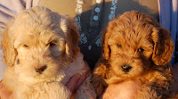 Adorable red and blond coat Labradoodle puppies.