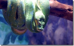 aquarium33