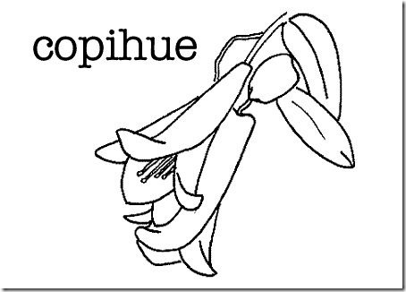 copihue.gif copihue.gif