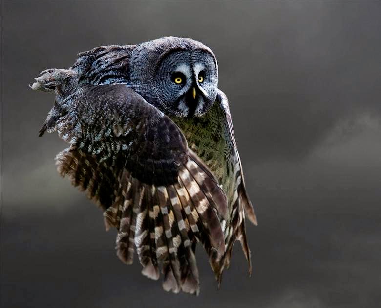 [owl-flying2.jpg]