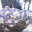 Bones, our cute shop cat, she walked in the moment we opened our doors looking underfed - we soon fattened her up.