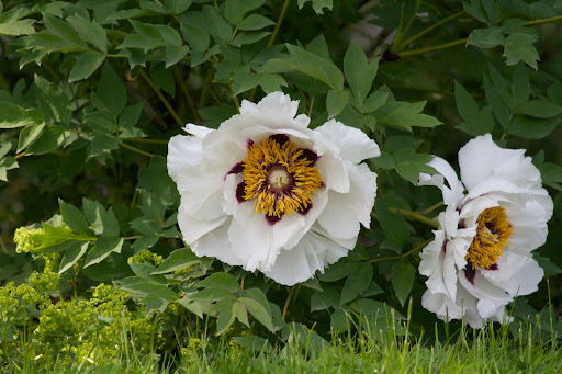 Tree peonies tend to have larger flowers than the herbaceous ones and their woody stems remain through the winter. They are quite lovely, don't you think? Tree peonies tend to have larger flowers than the herbaceous ones and their woody stems remain through the winter. They are quite lovely, don't you think?