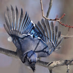 Beautiful Blue