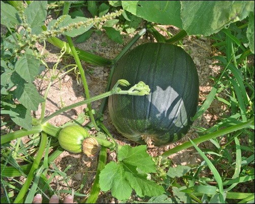 pumpkins