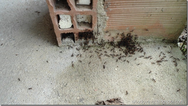 a invasão das formigas a invasão das formigas