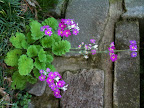 Aug 24 - Primula