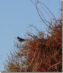 phainopepla-female-edited