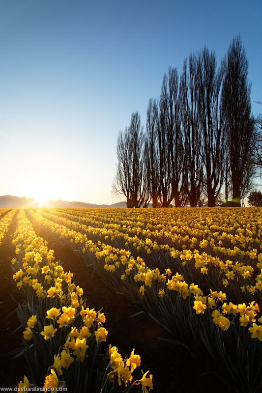 Poplar row and field of yellow daffodils at sunrise, Skagit Valley, Mount Vernon, Skagit County, Washington, USA
