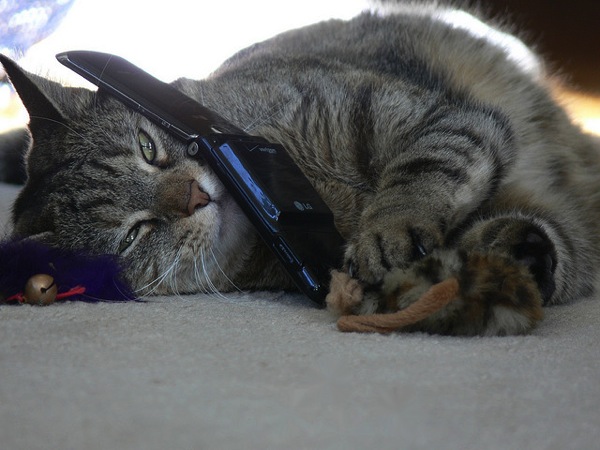 Cat on phone