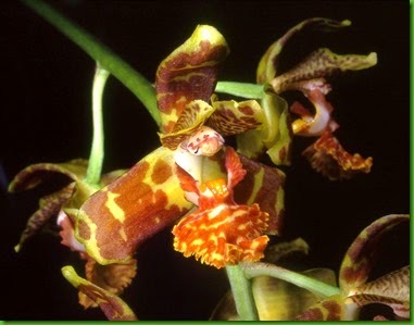 OR Rudolfiella_floribunda OR Rudolfiella_floribunda