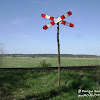 "Odrzanka" dsc06368.jpg