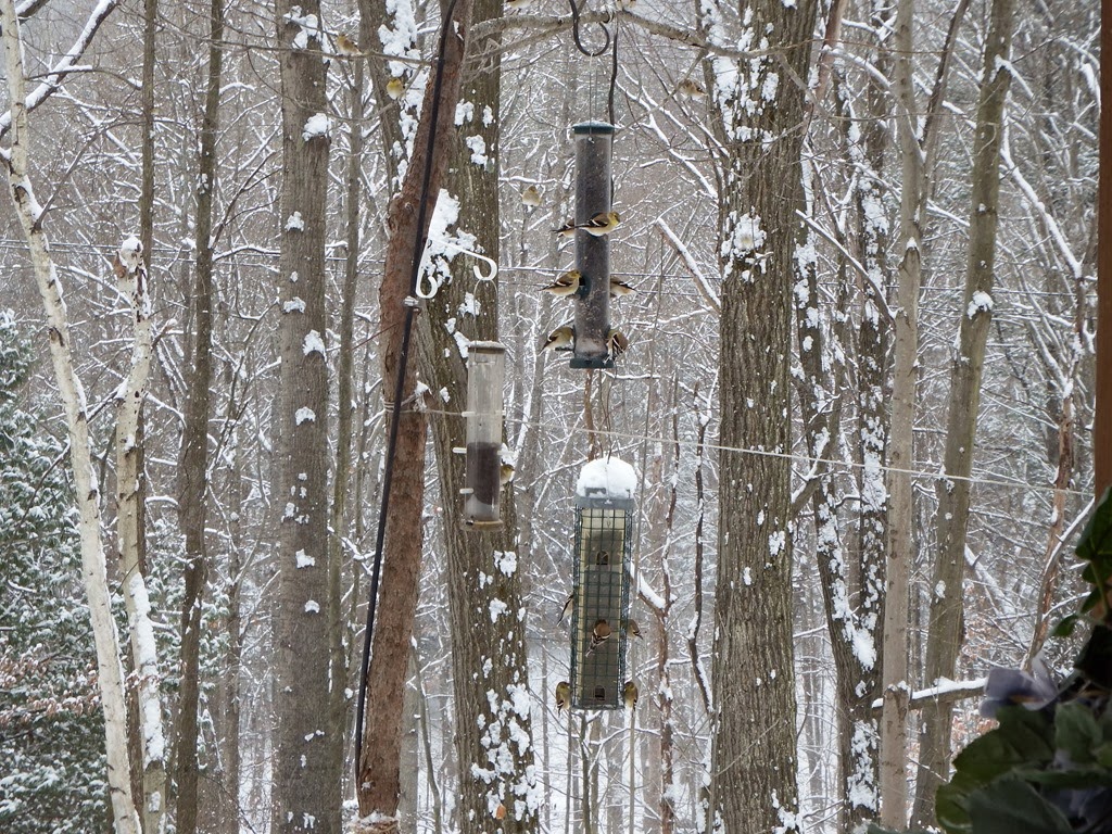 [finches%2520on%2520feeders%2520and%2520in%2520trees%255B5%255D.jpg]