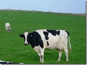 cows2012