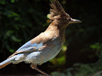 Big Sur - May 2012 Slideshow