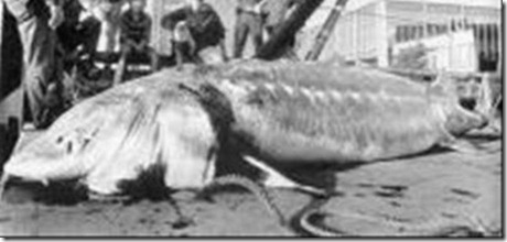 whitefish whitefish