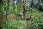 foliage on top of Hayes Canyon