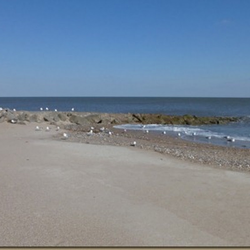 Beach Birds on a windy day…
