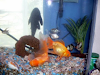 Peceras Panoramica 80 Lts Con Peces