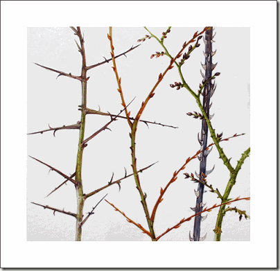 winter-twigs-bg winter-twigs-bg